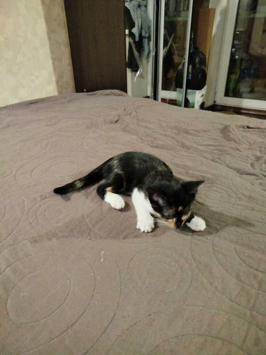Круті котики для гарних людей