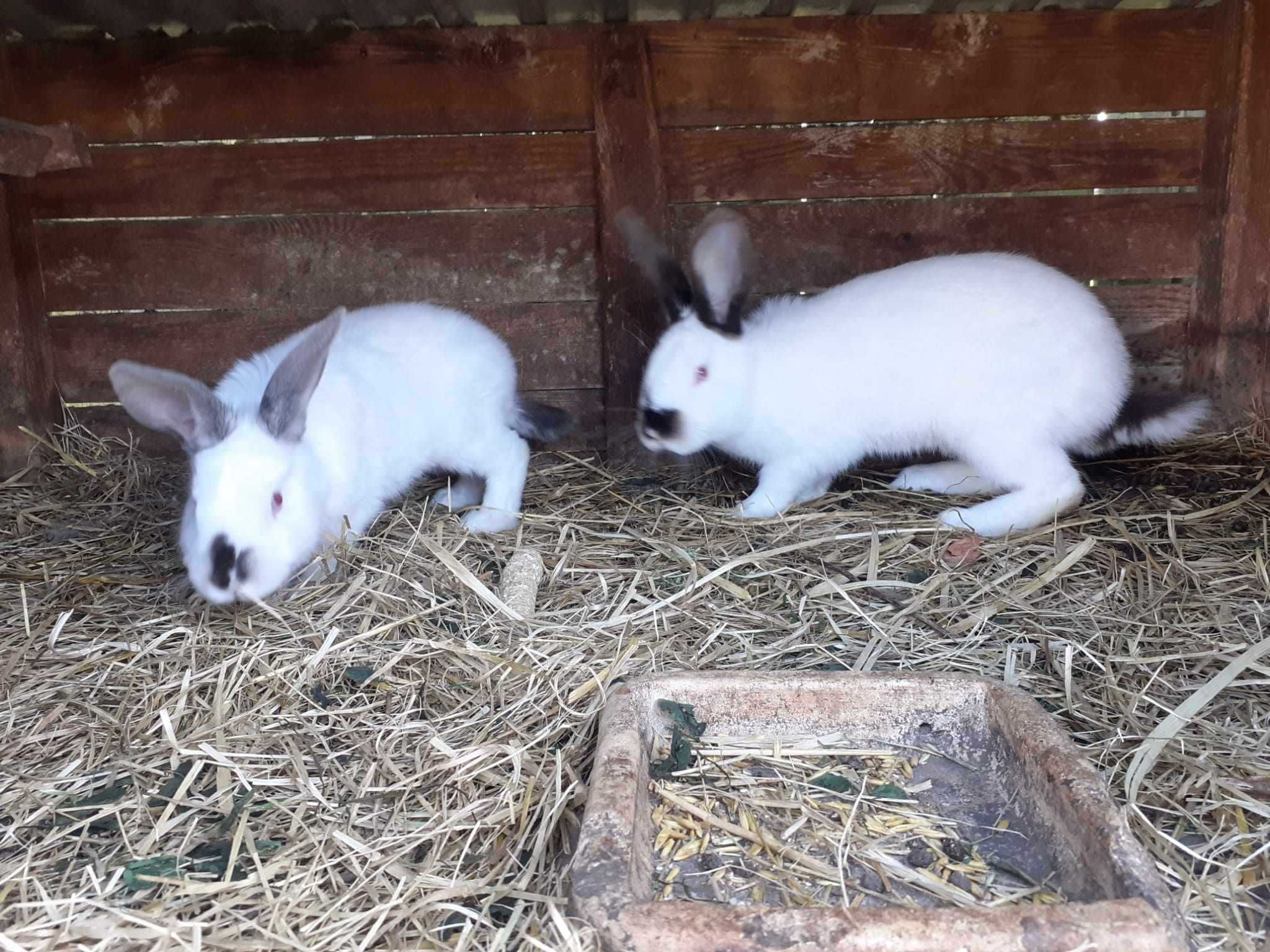 młode króliki  ,  samica  , baran francuski