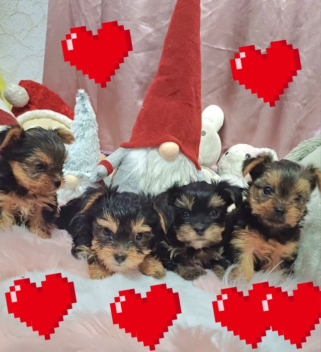 Ексклюзивні йорки чтстопородні