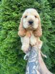 Cocker Spaniel Angielski Krakers