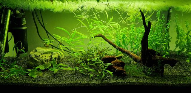 Akwarium LED Diversa 54l wraz z krewetkami, roślinnością i sprzętem