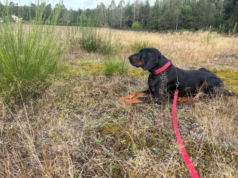 ODDAM  gończy polski rodowodowy 2 lata