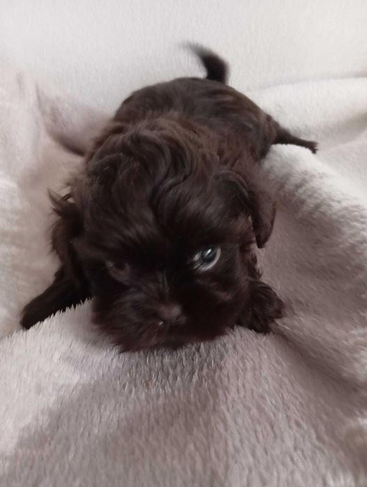 Piesek shih tzu z genem czekoladowym