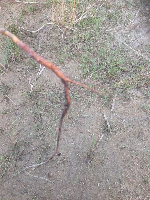 Wierzba pleciona sadzonki tegoroczne