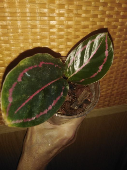 Продам калатея, строманта, маранта та ктенанта .