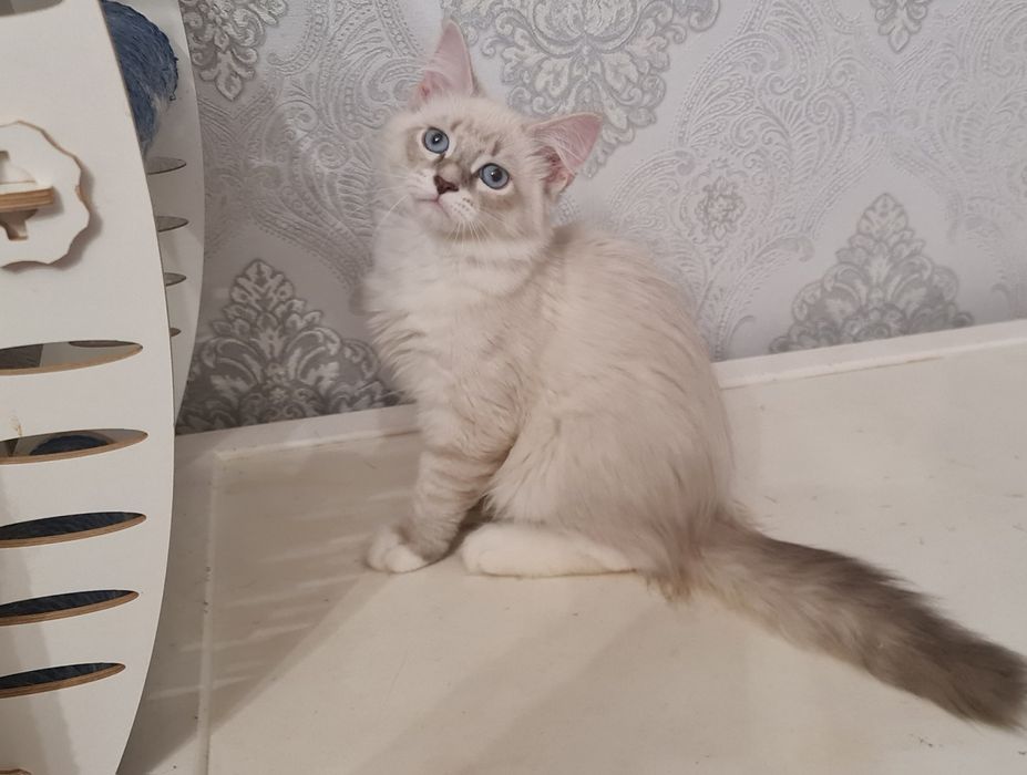 Котик сибирский (невский маскарадный)готов к переезду
