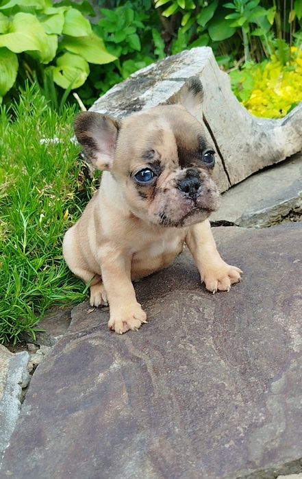 Французята - хлопчики й дівчата