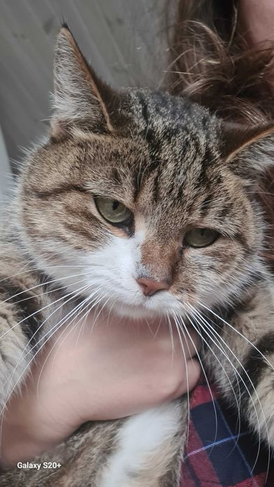 Маленькая кошка. БЕСПЛАТНО