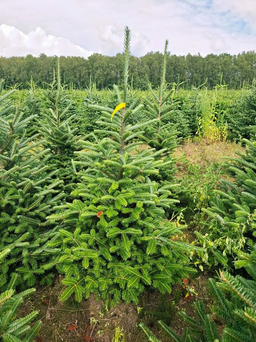 Jodła Frasera w donicy / doniczka 125 - 175 cm- Plantacja TuChoinki.pl