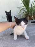 Gatos para adoção