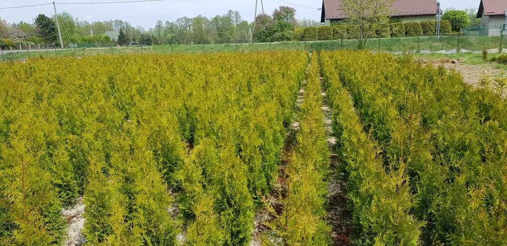 Promocja Okazja 120 cm Tuja Thuja Kolumna Żywopłot Szpaler