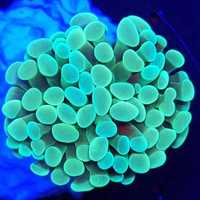 Euphyllia Paraancora Green/Mint akwarium morskie Korale.Pro