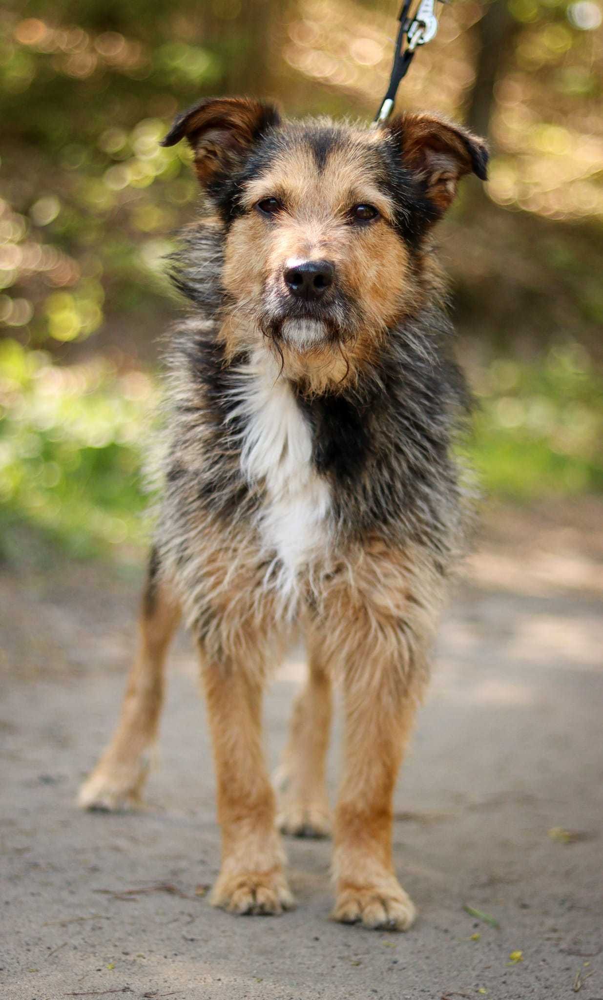 Szorstkowłosy, mały piesek do adopcji