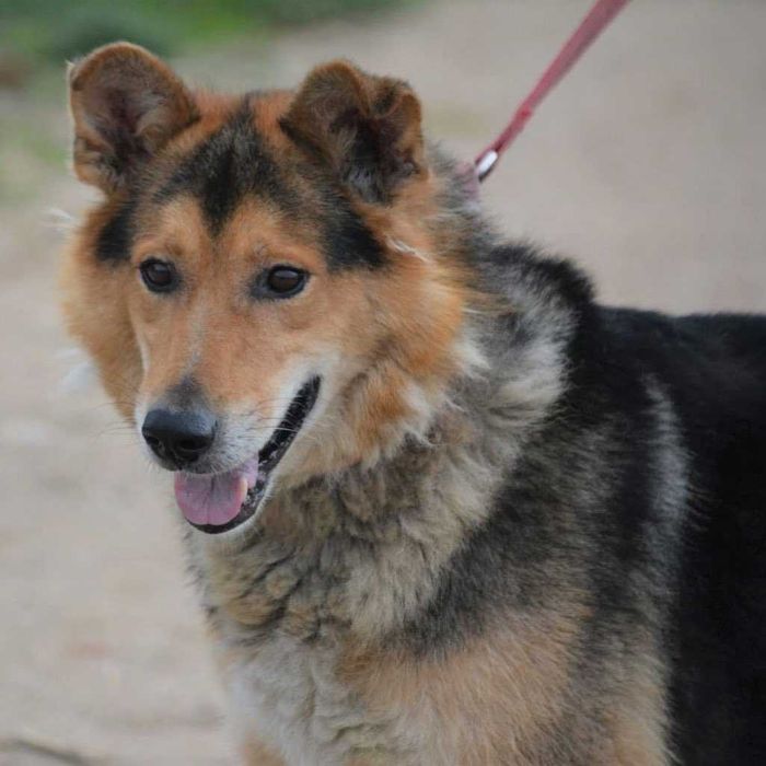 Pogodny Pokus marzy o kochającym domu!