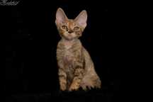 Devon rex, śliczna koteczka devon rex z prawdziwym rodowodem FPL