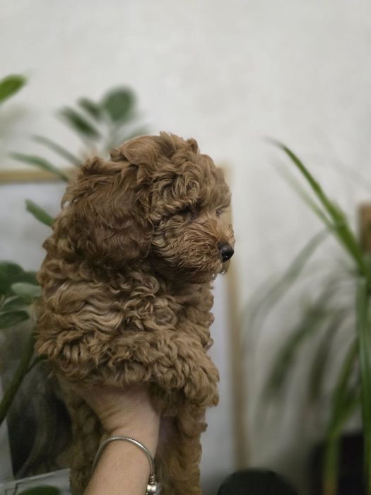 Міні цуценя мальтипу, той пуделя