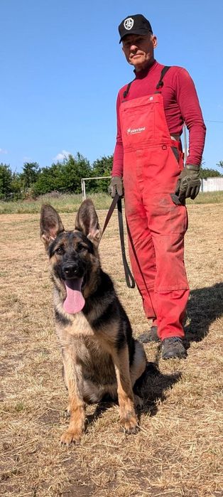 Підрощєна дівчинка німецької вівчарки робочого розведення