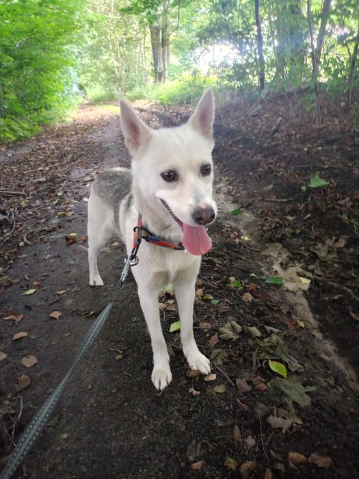 Młoda sunia do adopcji