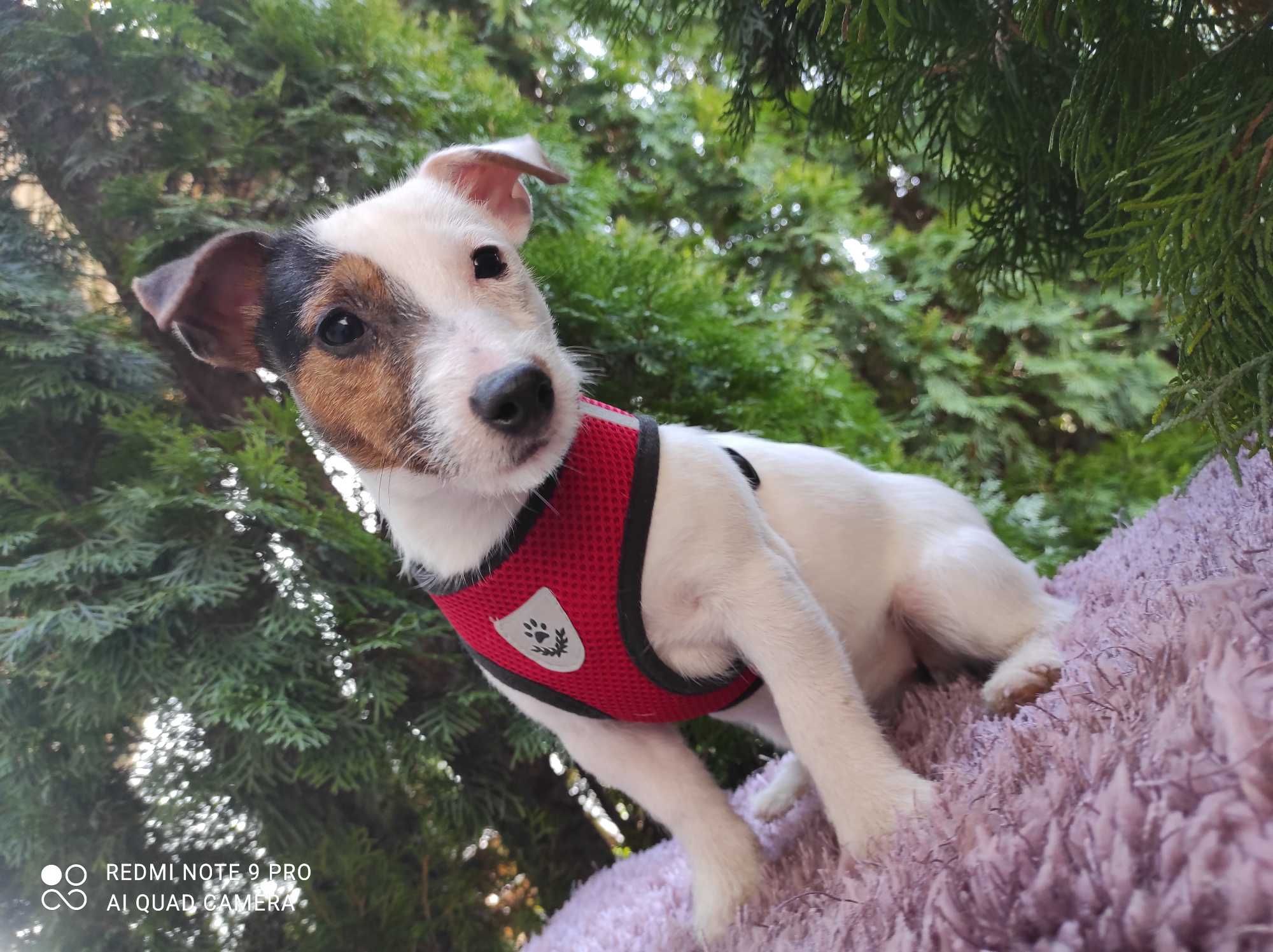 Jack Russell Terrier ( SUNIA /