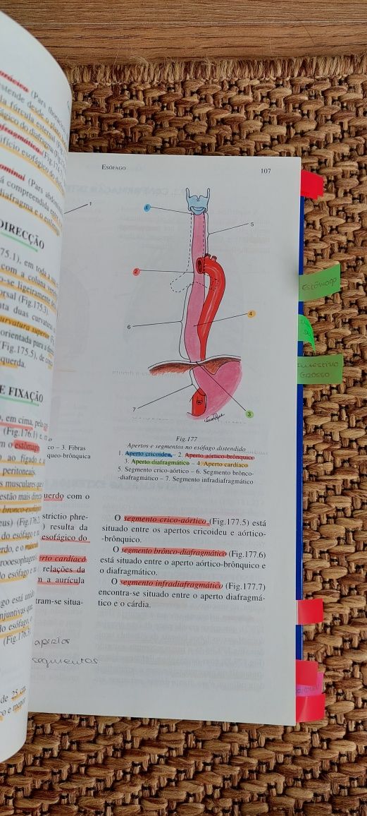 Anatomia Humana dos Órgãos