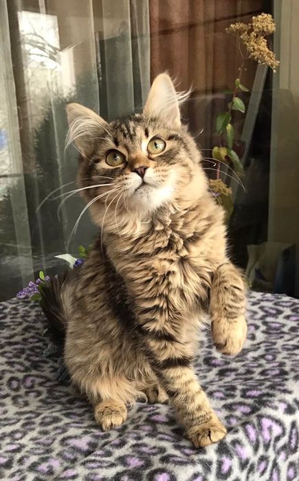 Шикарный пушистый котёнок бесплатно