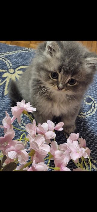British shortair femea tabby