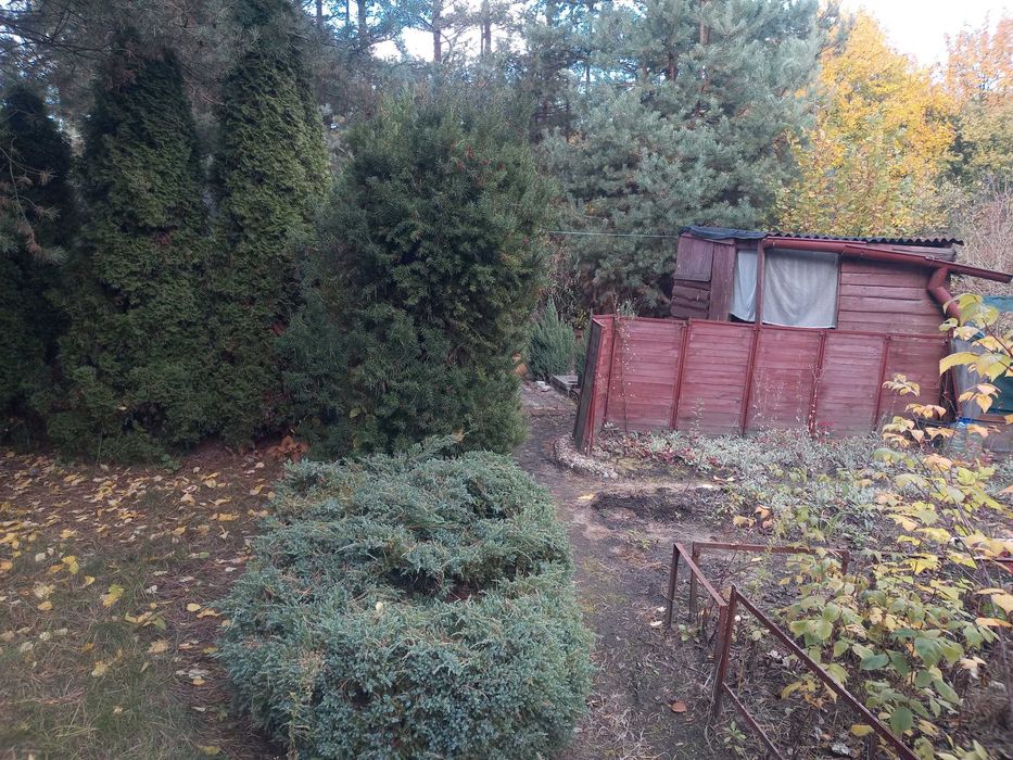 Ogródek działkowy ROD Grodziec