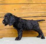 German spaniel Płochacz Niemiecki