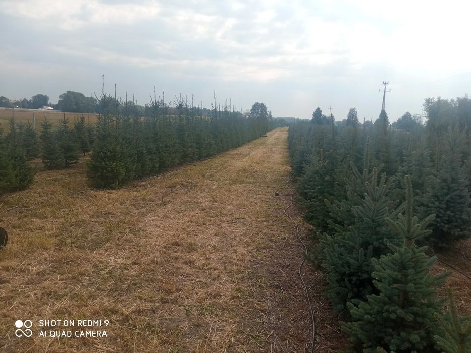 Choinki hurt i detal