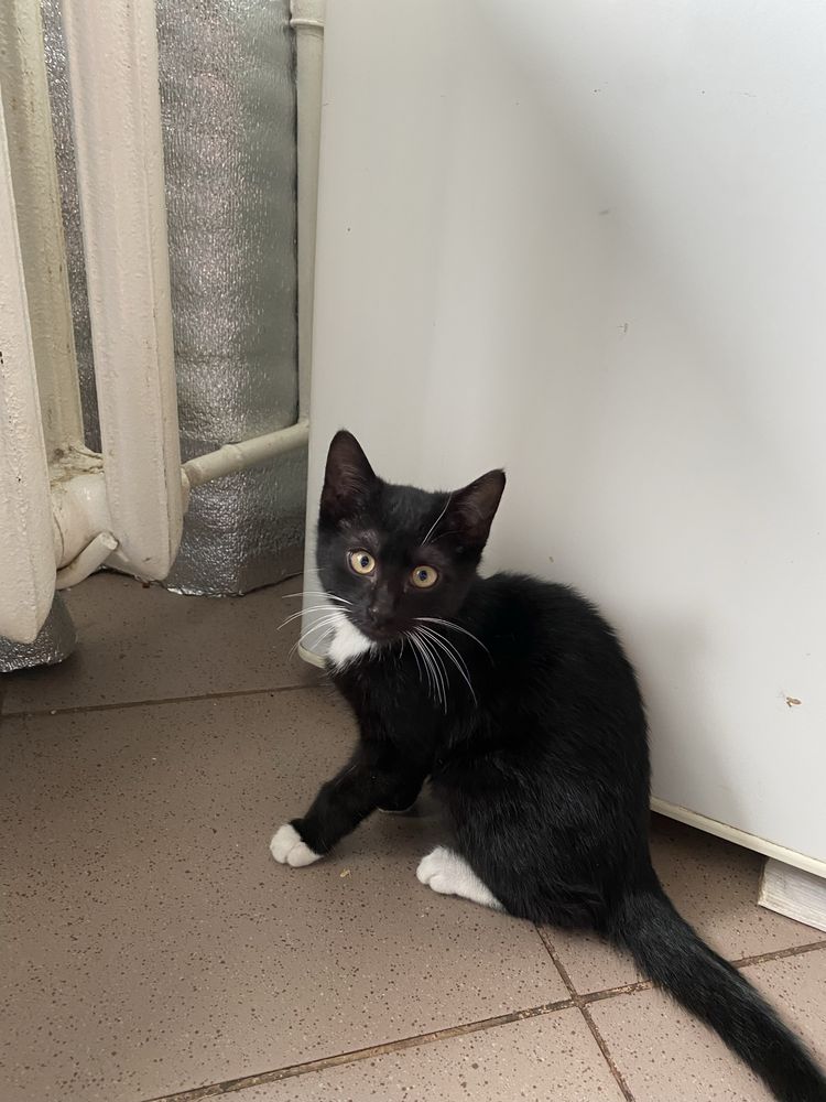Кошеня, котеня, котик, котики, киця, кіт, котенок