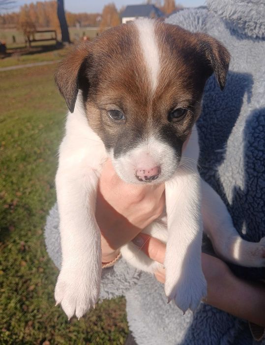 Oddam pieski za darmo