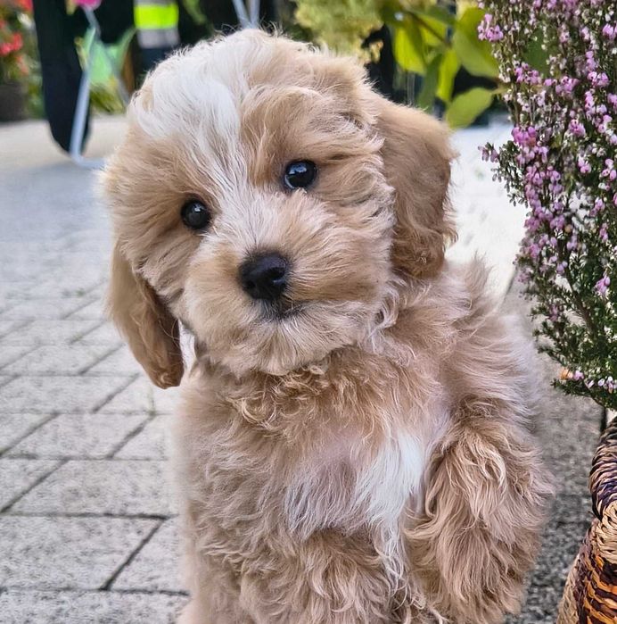 Śliczna suczka Maltipoo