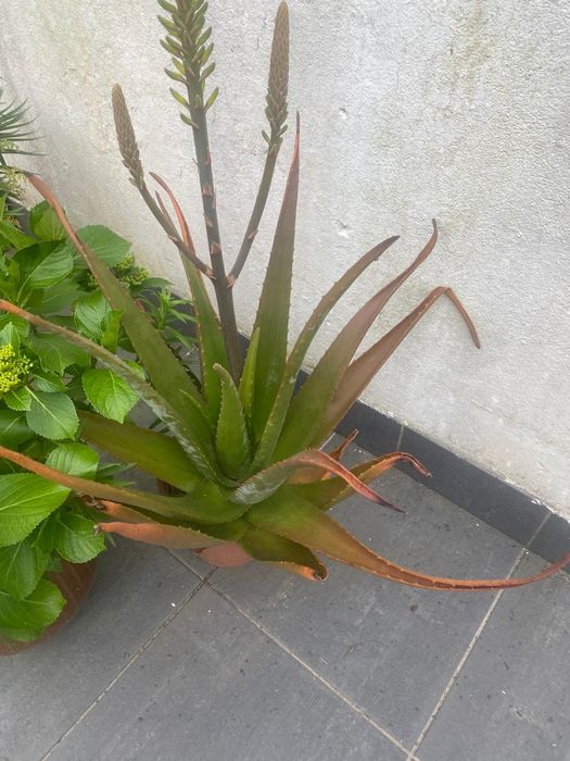 Vaso com Planta aloe vera de grande dimensao