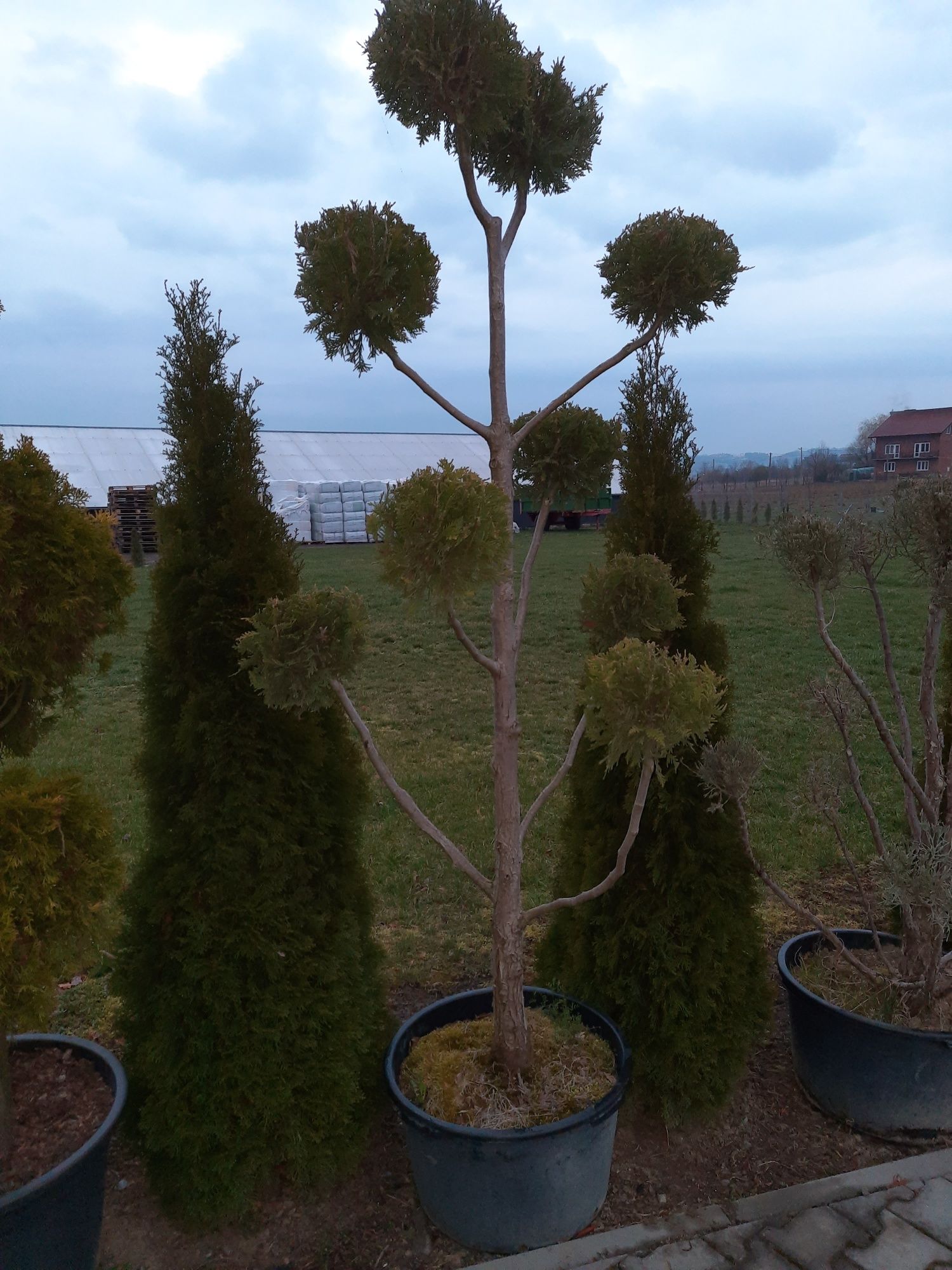 bonsai thuje cyprysy formowane 10-30 lat