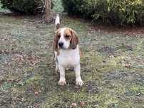 Suczka Beagle tricolor