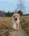 Labrador retriever biszkoptowy chłopiec ZKwP/FCI