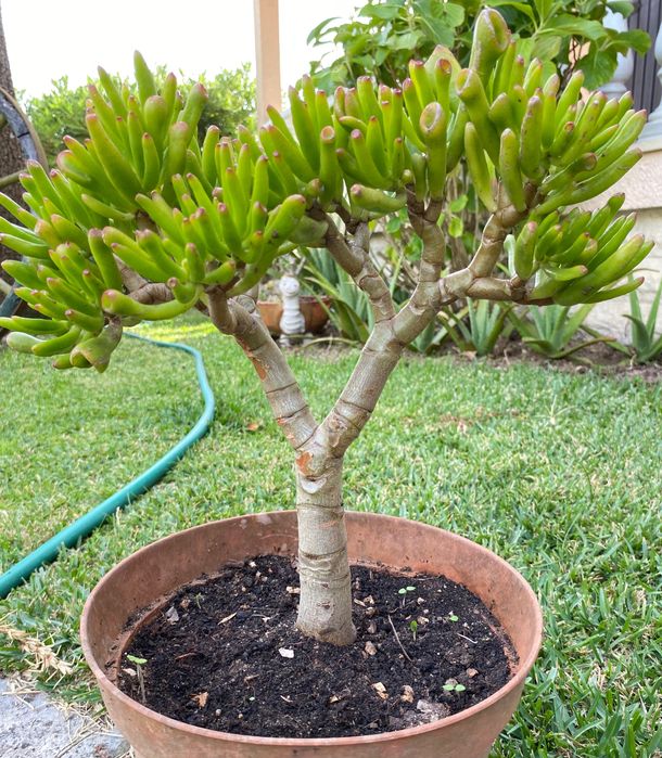 Vendo suculenta tipo bonsai
