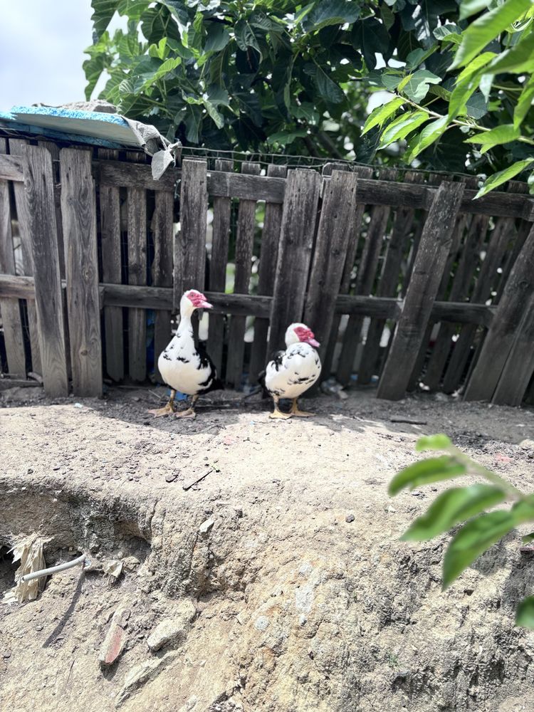 Patos  e patinhos