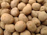Sadzeniaki ziemniaki odmiana Lord 20 kg