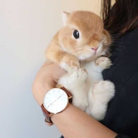 Mini coelhos anões +Gaiola Nova +alimentação adequada