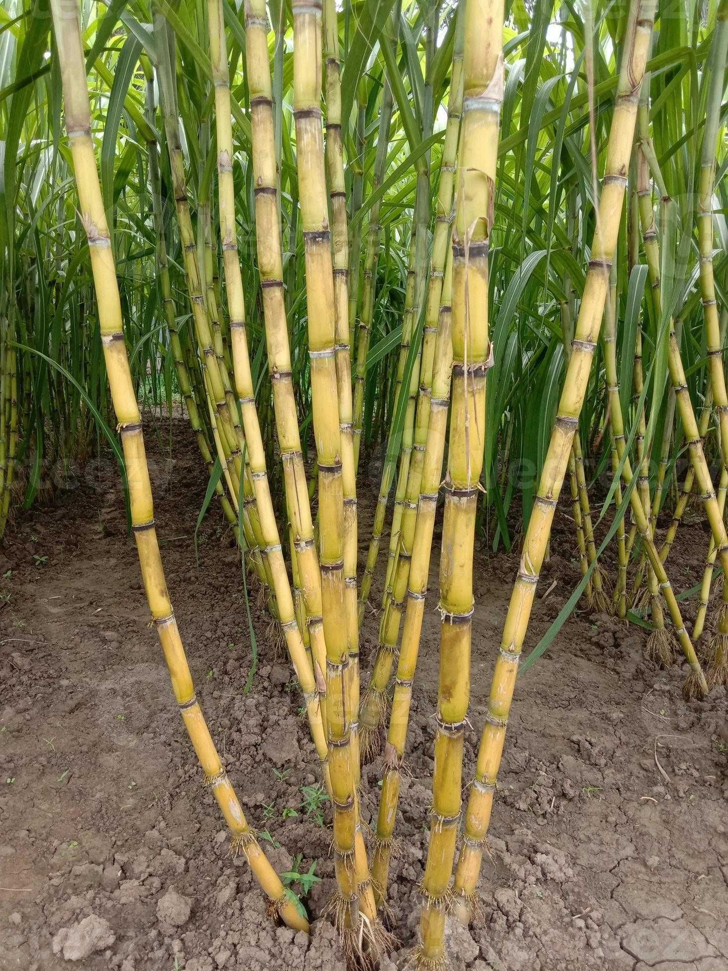 Mudas de cana de açúcar/ Sugarcane seedlings