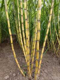 Mudas de cana de açúcar/ Sugarcane seedlings