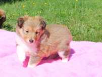 Owczarek szetlandzki-sheltie suczka  z rodowodem FCI