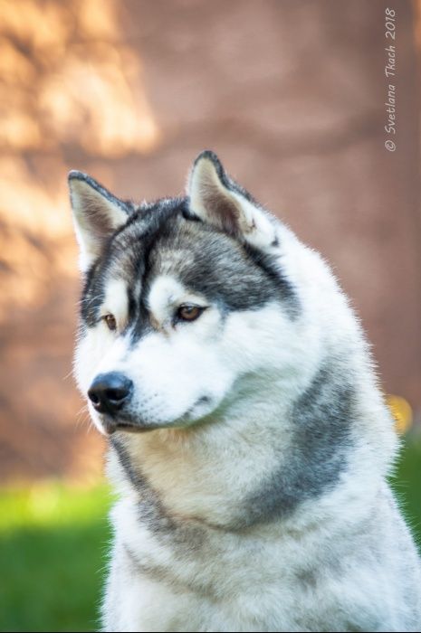Мальчик для Вязки Сибирский Хаски