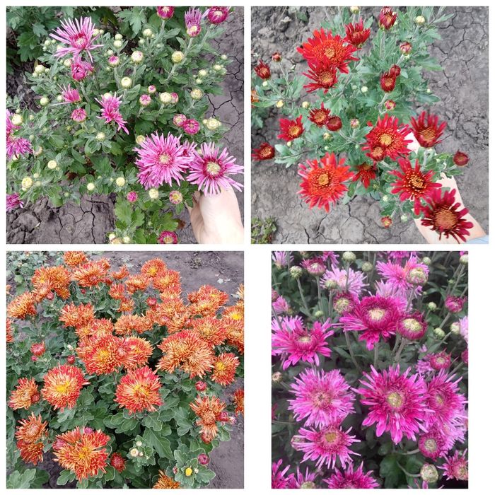 Хризантема мультифлора корейка Харків