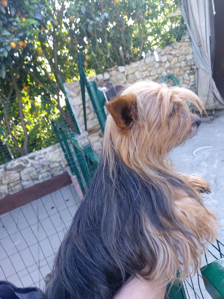 Linda Yorkshire terrier raça pequena