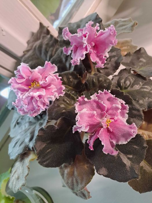 Фіалка ЕК-Морячка Reining beauty (cпорт) ЕК-Морской волк Аэлита (Морев