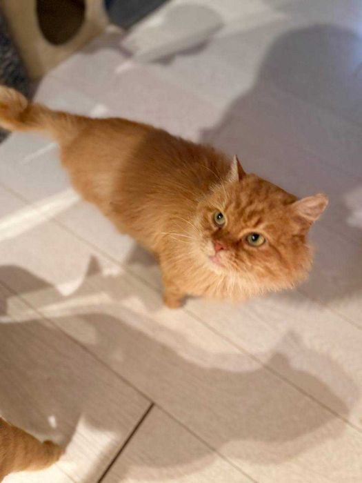 лагідний ,шикарний кіт , муркотун і пестун