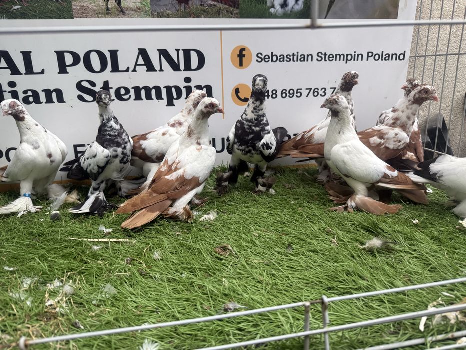 Gołębie.  Wiedyny. Wiedym. Motyle. Możliwy transport