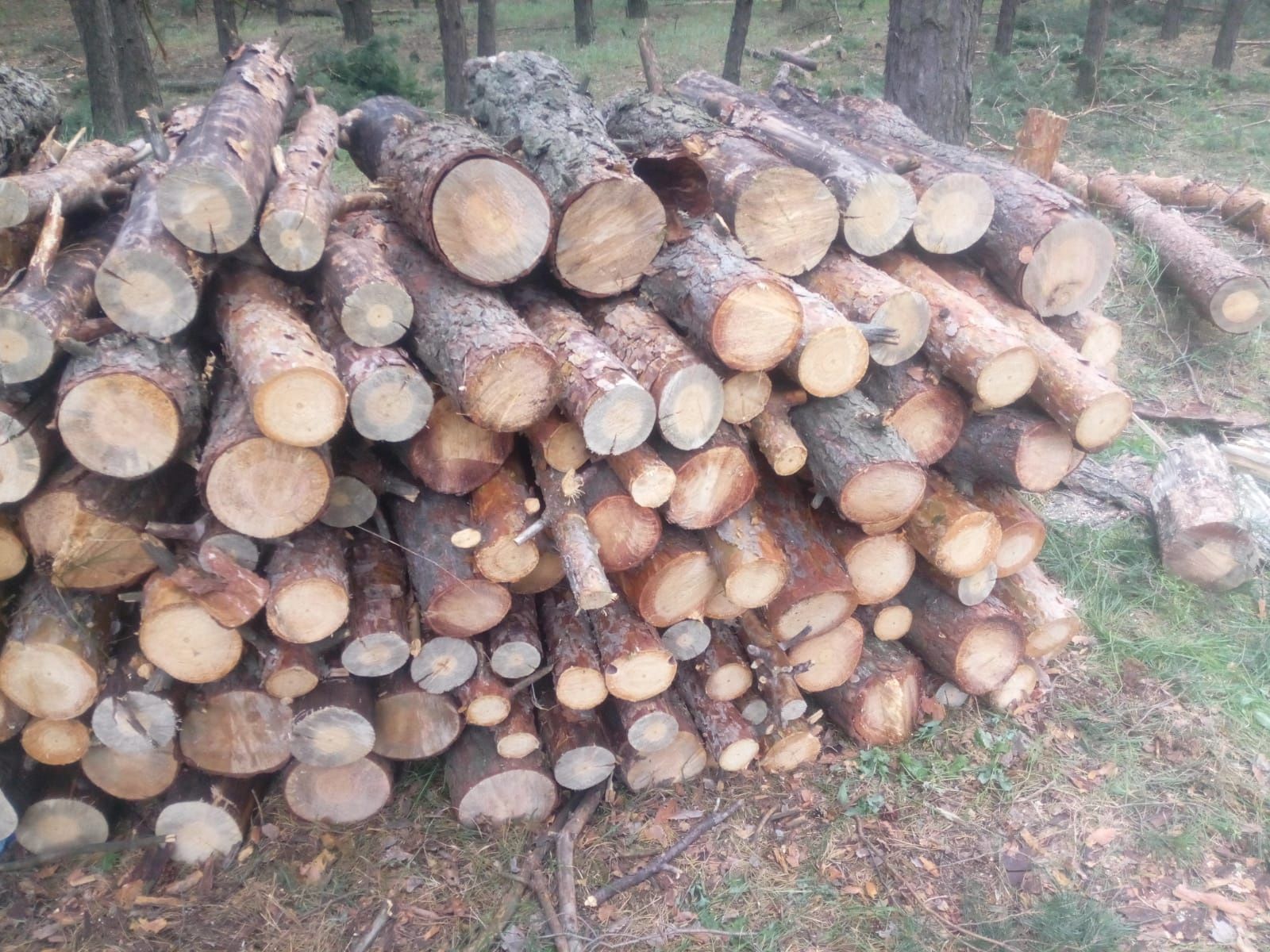 Дрова сосна ,акация